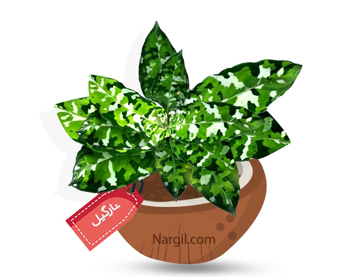  Nargil - Chinese evergreen